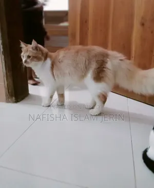1+ Year Female Mixed Breed Persian Cat