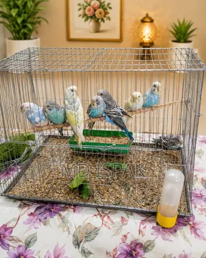 Bazigar Birds