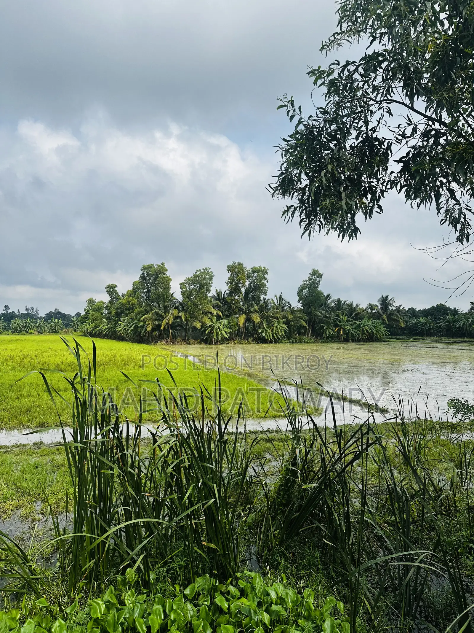 Land for Sale