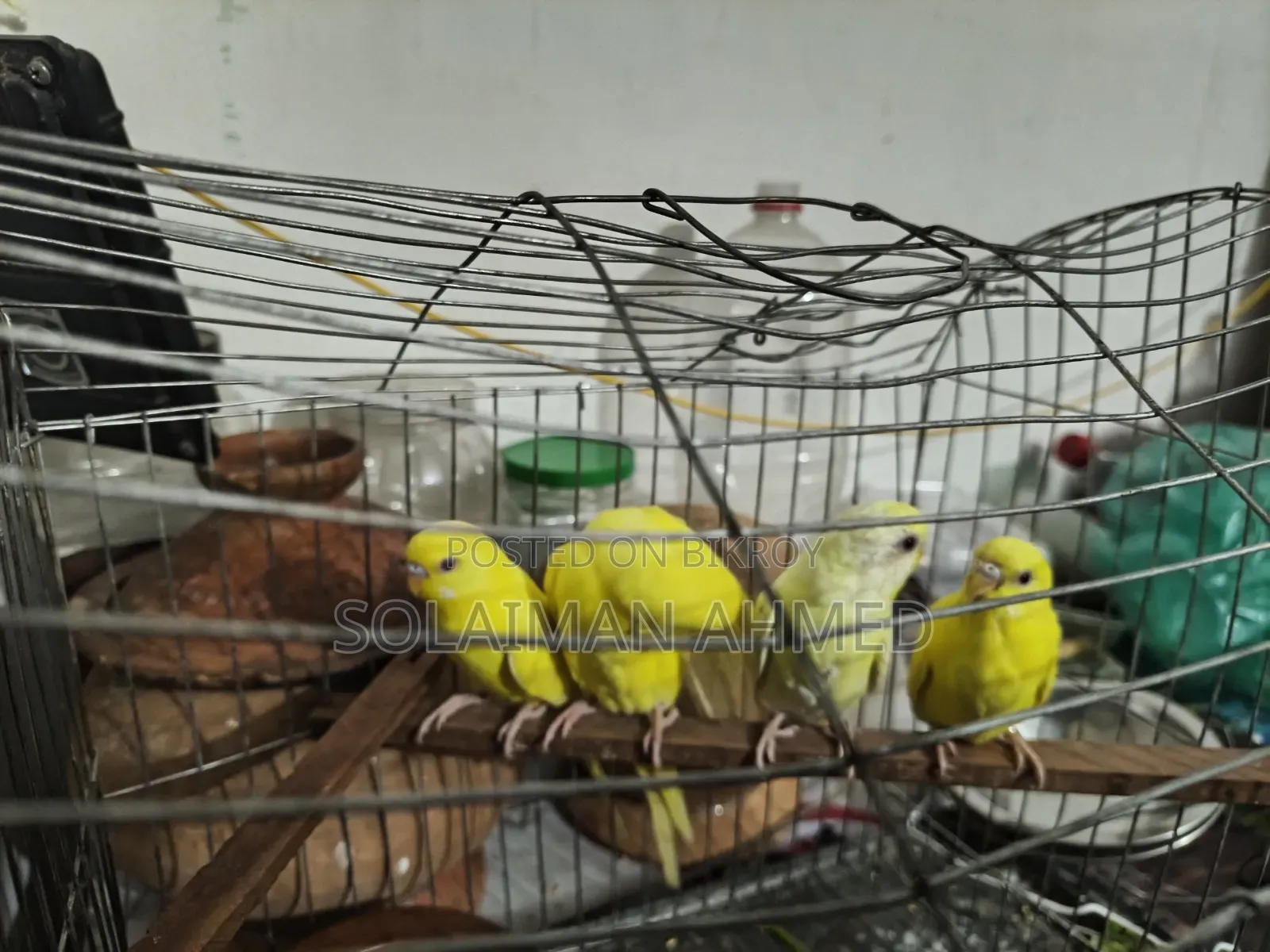 সেমি এডাল্ট তিনটা লুটিনু রেড আই, একটা ক্রিমিনু রেড আই, ২+২, মেল+ফিমেল