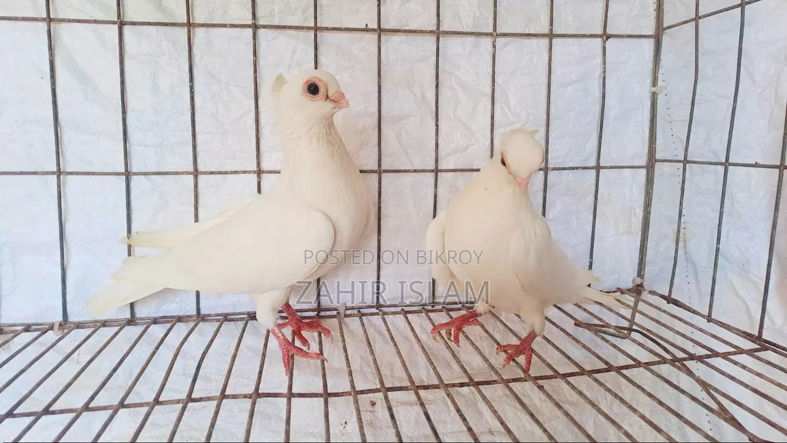 Pigeons for sale. Those who want to buy at a low price stay away.
