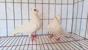 Pigeons for sale. Those who want to buy at a low price stay away.