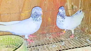 Pigeons for sale. Those who want to buy at a low price stay away.