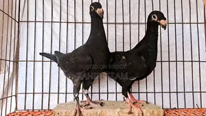 Pigeons for sale. Those who want to buy at a low price stay away.