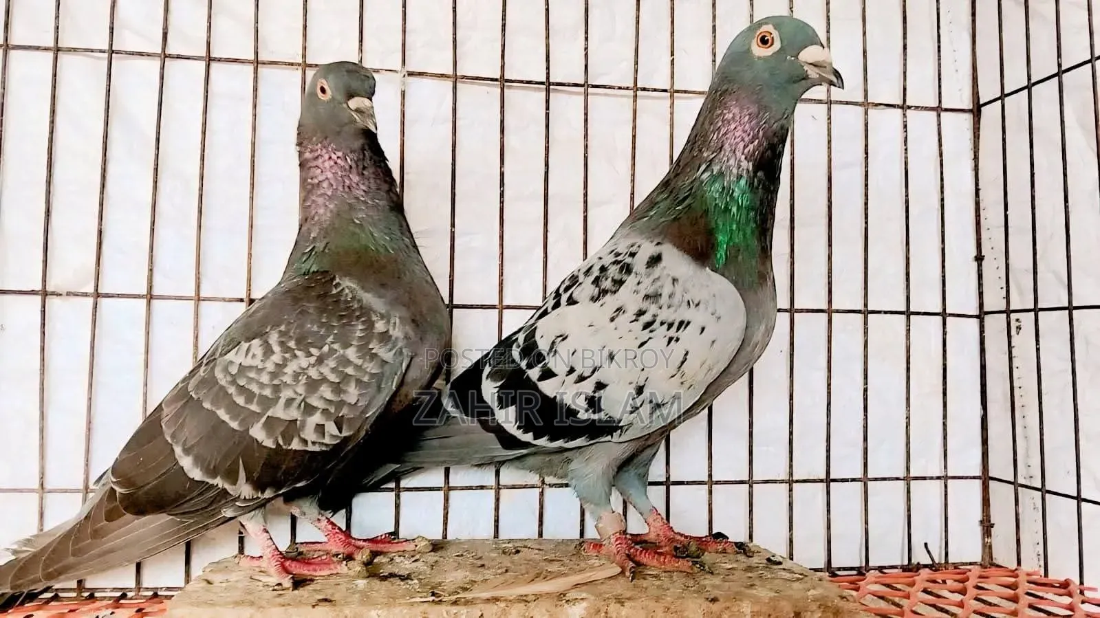 Pigeons for sale. Those who want to buy at a low price stay away.
