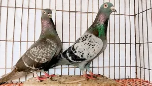 Pigeons for sale. Those who want to buy at a low price stay away.