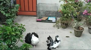 Lakkha pigeon for sale