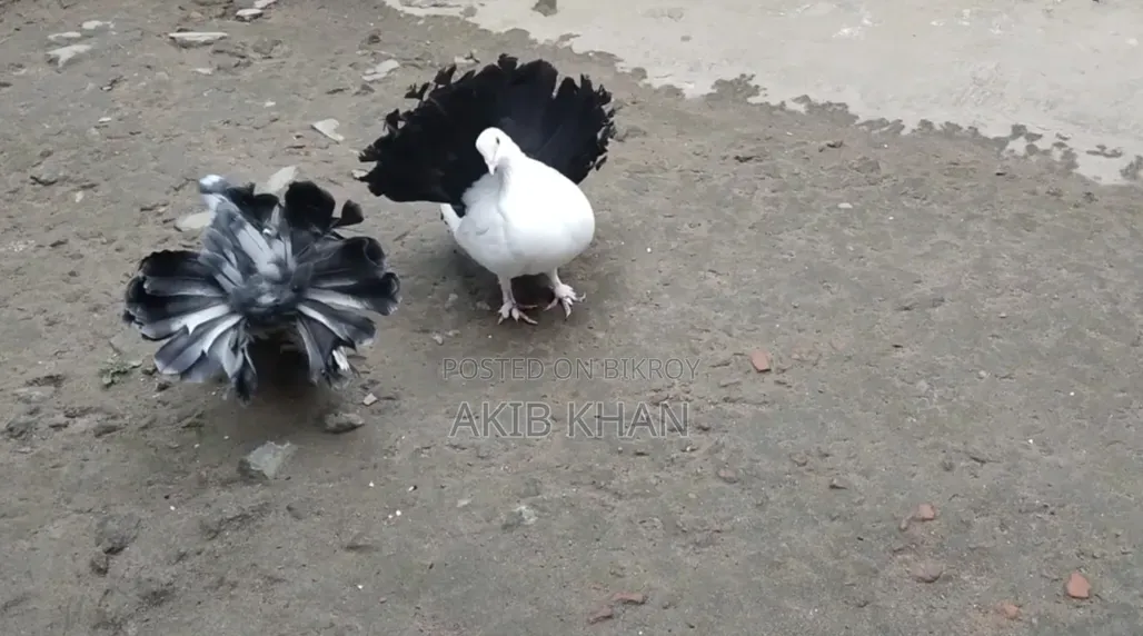 Lakkha pigeon for sale