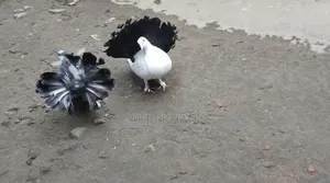 Lakkha pigeon for sale