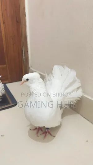 Peacock Pigeon