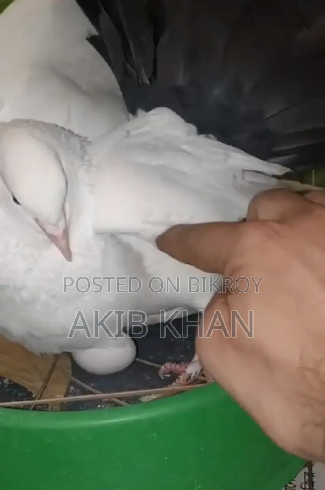 Lakkha pigeon for sale