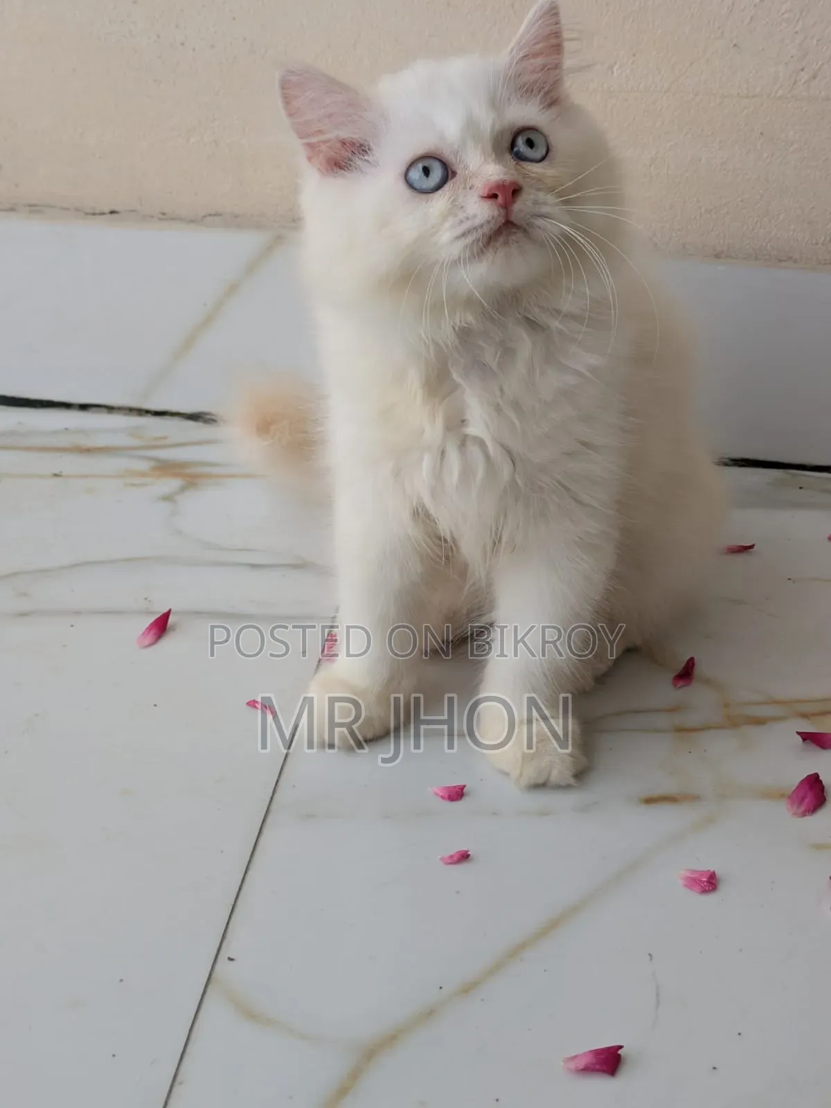 ১-৩ মাস বয়সী নর পিউরব্রেড পার্সিয়ান