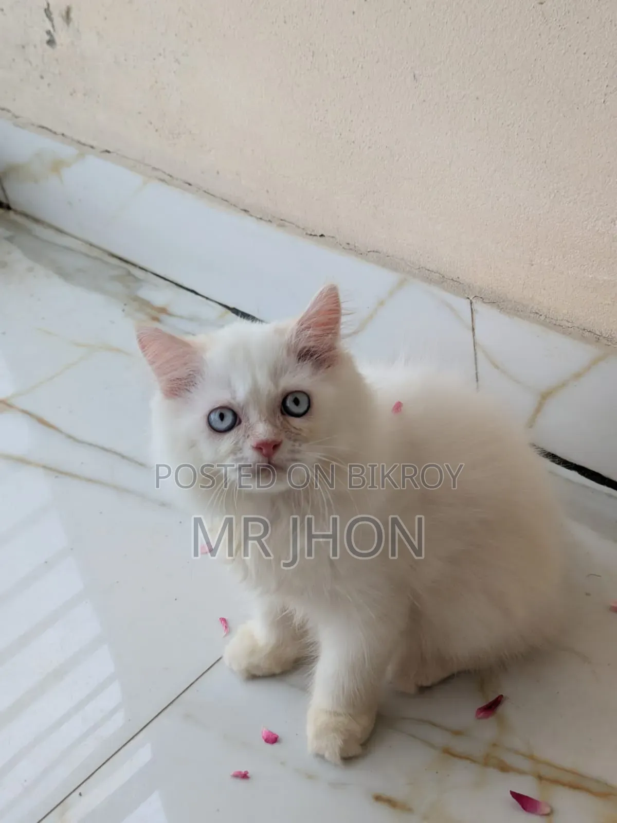 ১-৩ মাস বয়সী নর পিউরব্রেড পার্সিয়ান