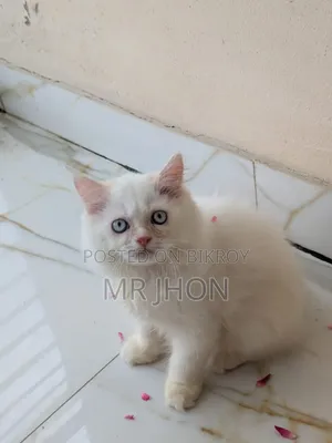 ১-৩ মাস বয়সী নর পিউরব্রেড পার্সিয়ান