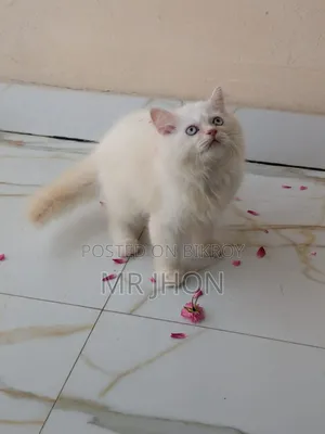 ১-৩ মাস বয়সী নর পিউরব্রেড পার্সিয়ান