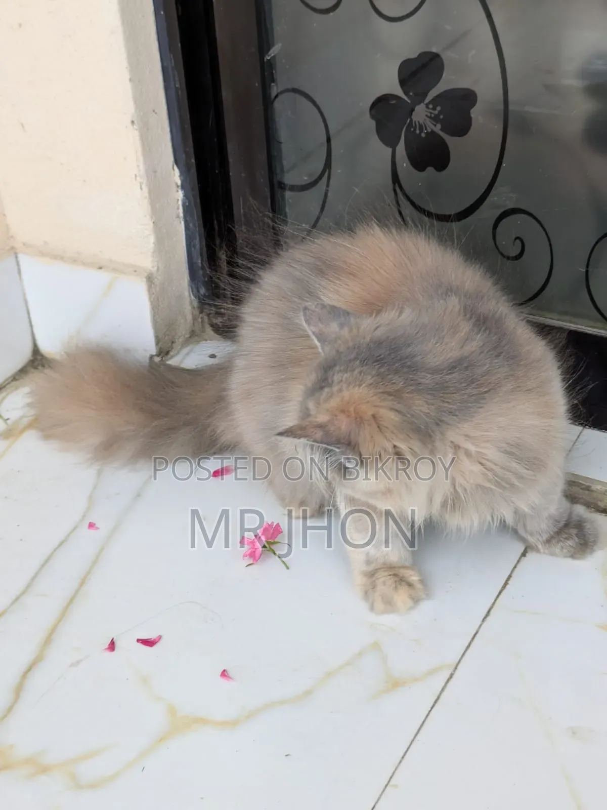 ১-৩ মাস বয়সী নর পিউরব্রেড পার্সিয়ান