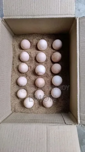 হাস/মুরগী বিজ ডিম কিনতে চাই