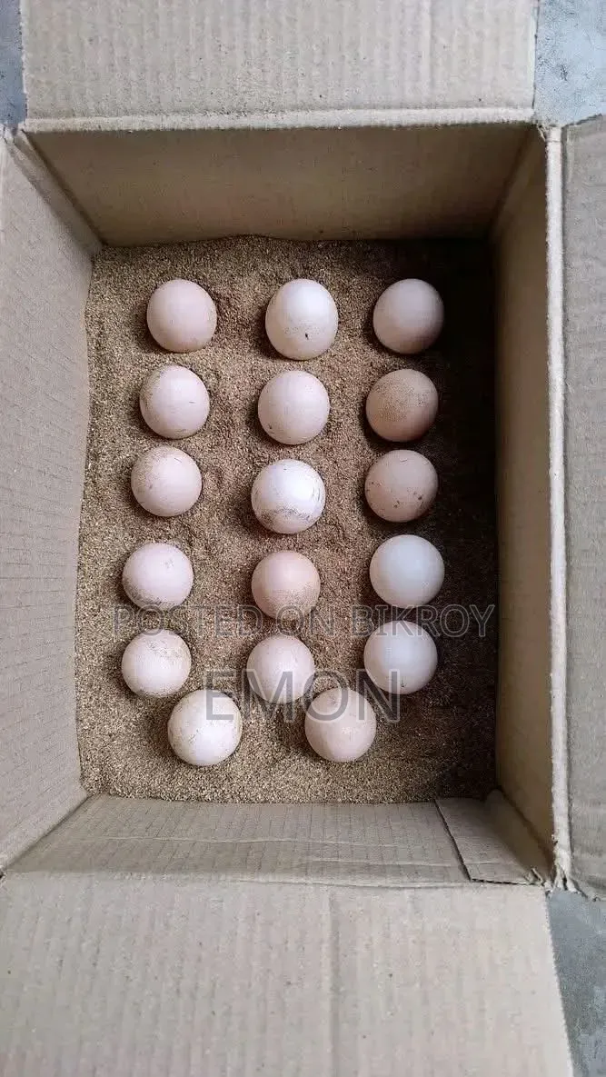 হাস/মুরগী বিজ ডিম কিনতে চাই