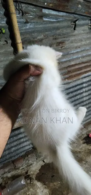 ৩-৬ মাস বয়সী পুরুষ পিওরব্রেড পার্সিয়ান