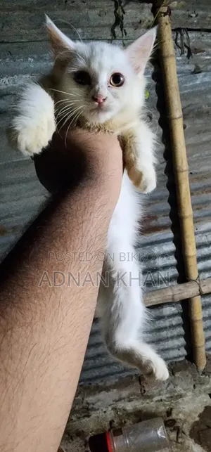 ৩-৬ মাস বয়সী পুরুষ পিওরব্রেড পার্সিয়ান