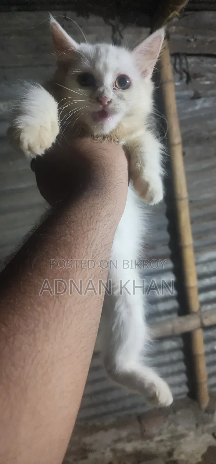 ৩-৬ মাস বয়সী পুরুষ পিওরব্রেড পার্সিয়ান
