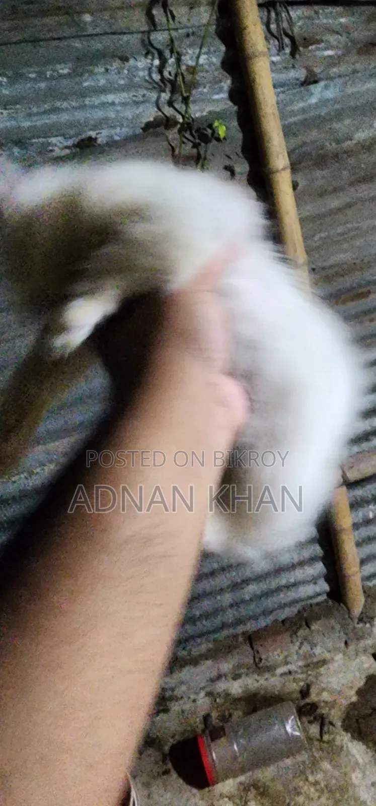 ৩-৬ মাস বয়সী পুরুষ পিওরব্রেড পার্সিয়ান