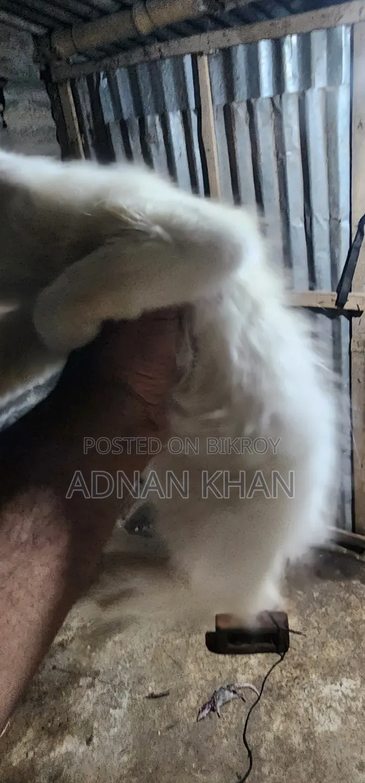 ৩-৬ মাস বয়সী পুরুষ পিওরব্রেড পার্সিয়ান