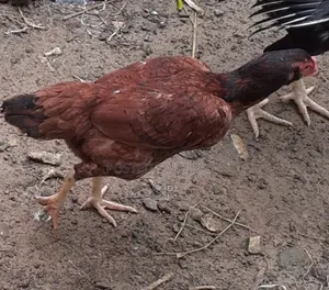 Sarali Hen
