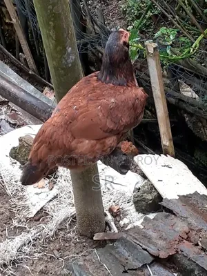 Sarali Hen
