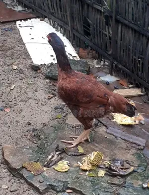 Sarali Hen