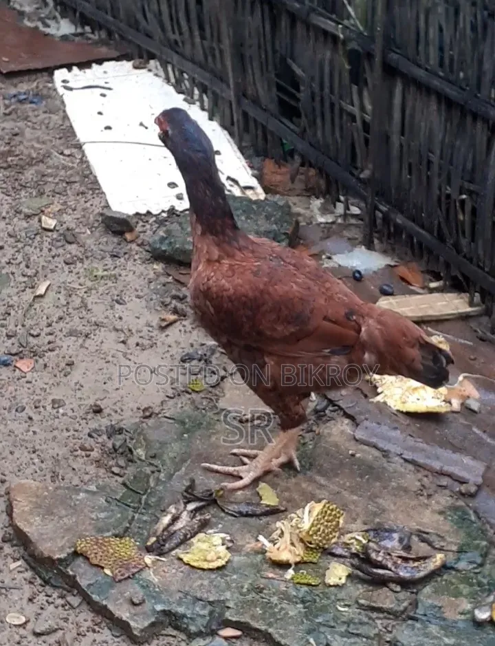 Sarali Hen