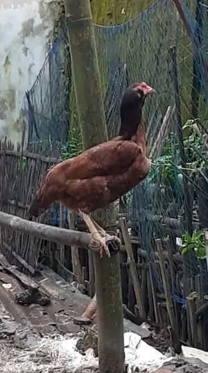 Sarali Hen