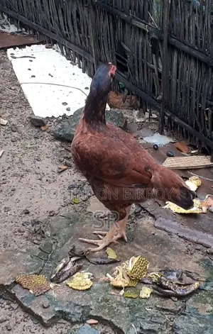 Sarali Hen