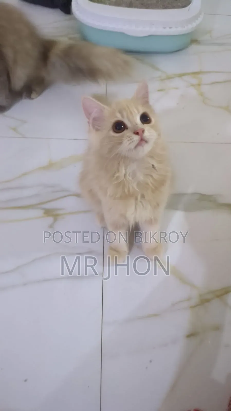 1-3 Months Female Purebred Persian