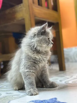 1-3 Months Female Purebred Persian