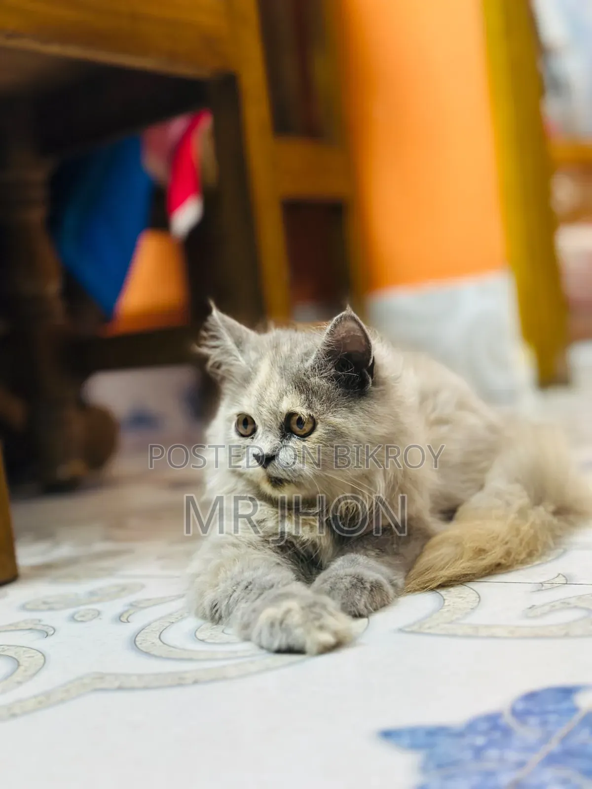 1-3 Months Female Purebred Persian