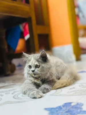 1-3 Months Female Purebred Persian