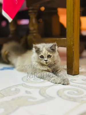 1-3 Months Female Purebred Persian