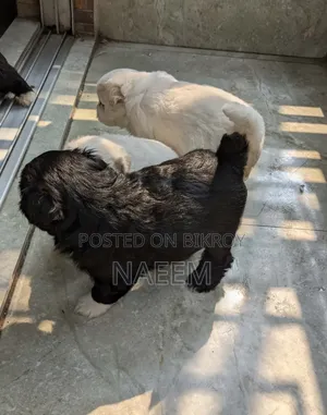 ১-৩ মাসের নর বিশুদ্ধ জাতের লাসা আপসো