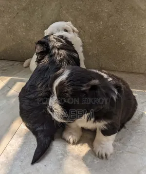 ১-৩ মাসের নর বিশুদ্ধ জাতের লাসা আপসো