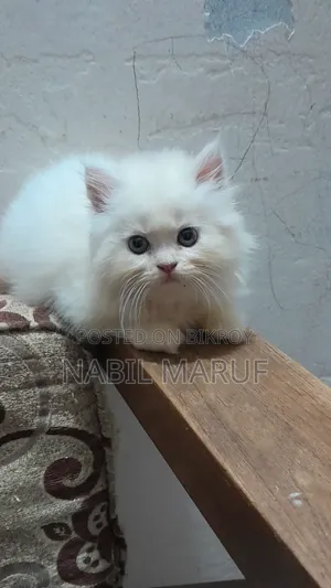 1-3 Months Male Purebred Persian
