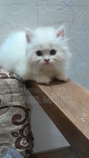 1-3 Months Male Purebred Persian