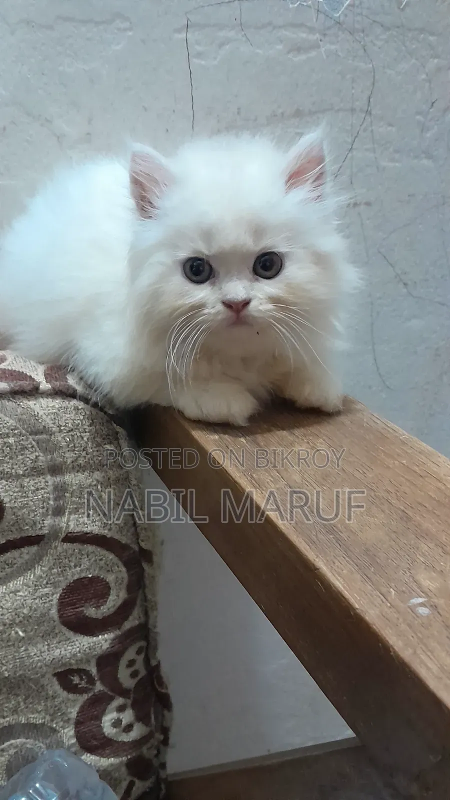 1-3 Months Male Purebred Persian
