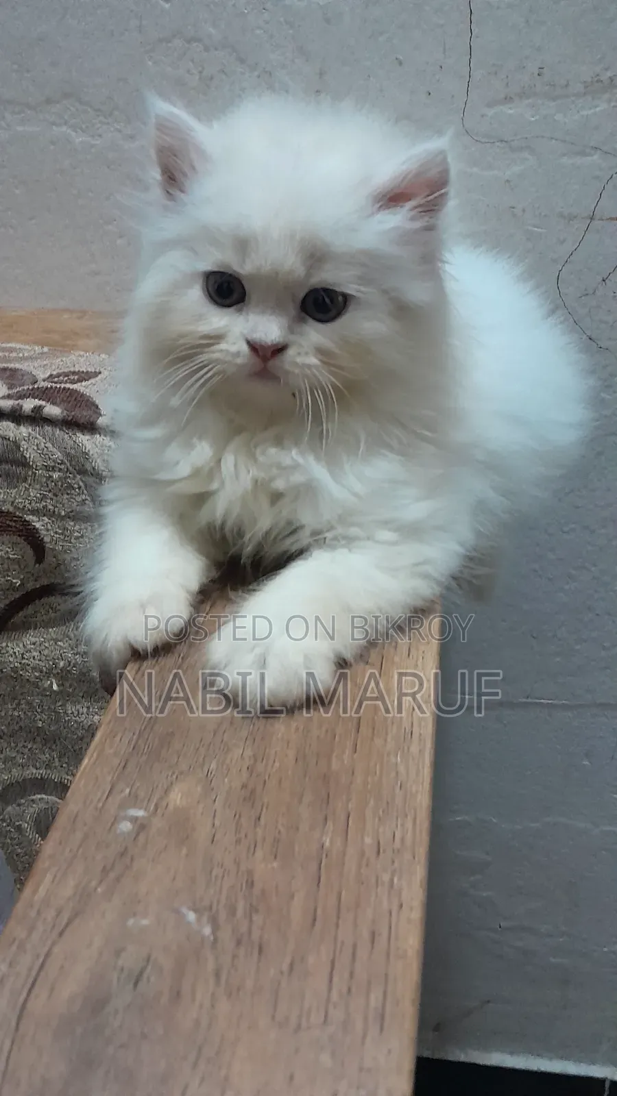1-3 Months Male Purebred Persian