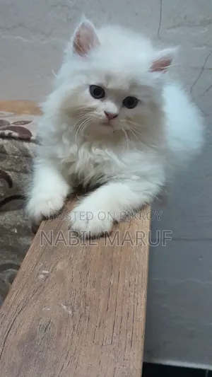 1-3 Months Male Purebred Persian
