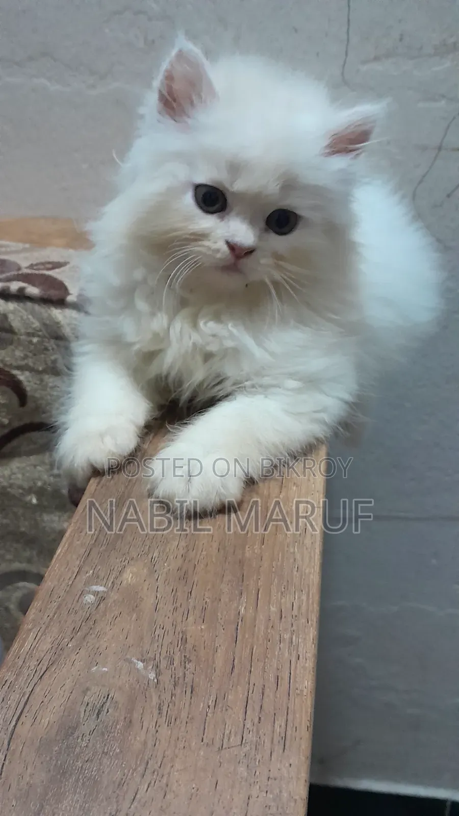 1-3 Months Male Purebred Persian