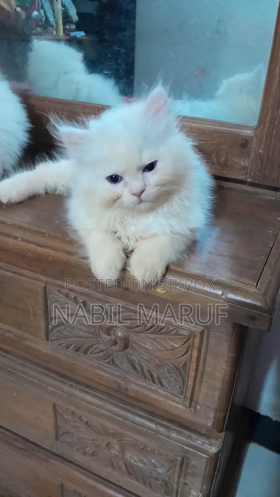 1-3 Months Male Purebred Persian