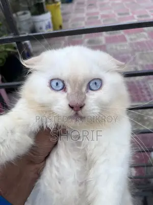 ১-৩ মাসের নর খাঁটি পার্সিয়ান