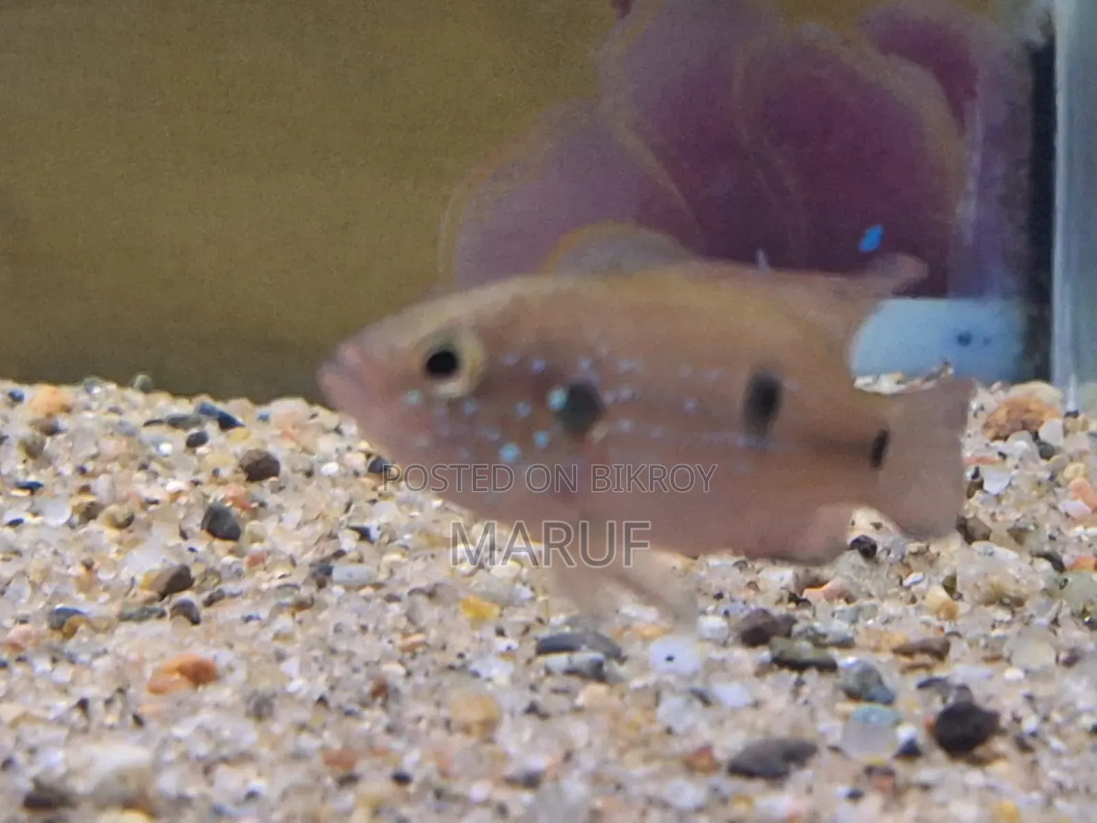 Jewel Cichlid (Female)
