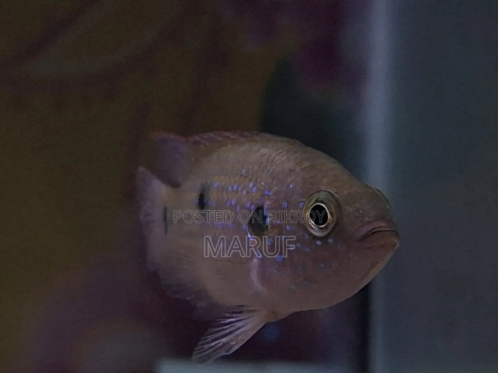 Jewel Cichlid (Female)
